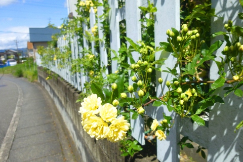見つけた!