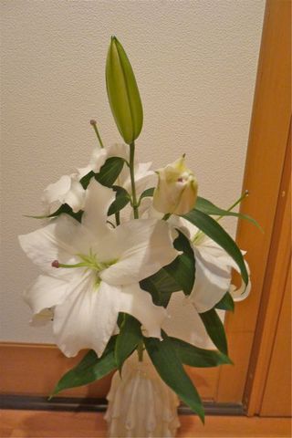 かあちゃんの誕生日には真白な百合を