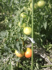 トマトの収穫がスタート