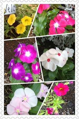 花壇の花を植えかえました♪