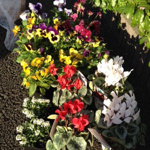 花の植え替え