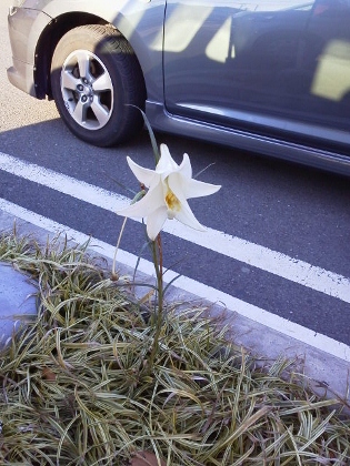 にっこりしちゃうもの♪(^-^)