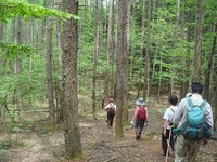6月4日(土)　新緑輝く！ブナの原生林を歩くツアーを開催！