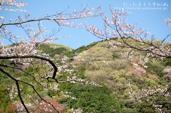 鈴木酒店さん主催イベント「桜と志太泉を楽しむ会」