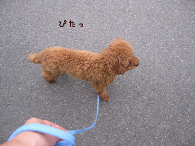 お散歩の難関