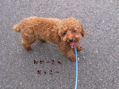 お散歩の難関