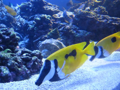 伊勢旅行(鳥羽水族館編)