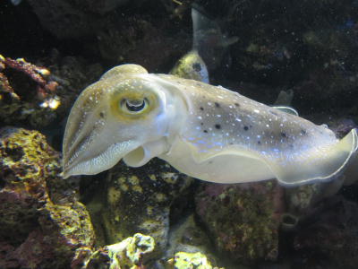 伊勢旅行(鳥羽水族館編)
