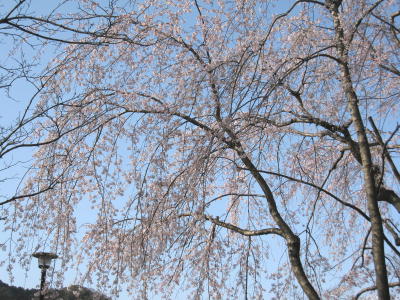 城北公園の枝垂れ桜