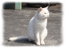 しぞ~か自慢♪