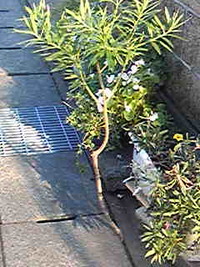 ど根性