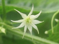 識別点 識別点
