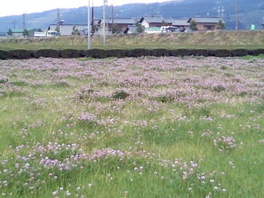 セーフ