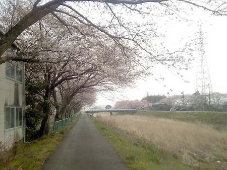 今日も 桜♪