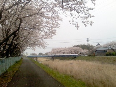 桜・桜・・・