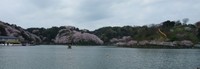 今年の桜（藤枝・蓮華寺池公園）