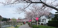 今年の桜（藤枝・蓮華寺池公園）