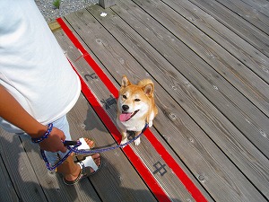 ながいよ~
