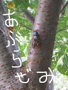 ながいよ~
