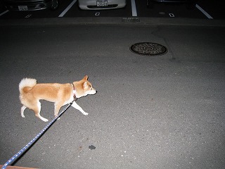 お散歩とクルクル?