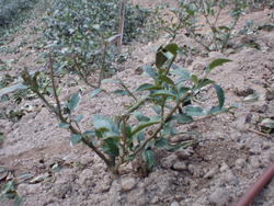 植え付けた苗木