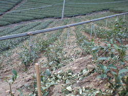 植え付けが済んだ茶園