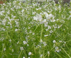 大根の花が…