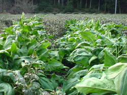 ほうれん草