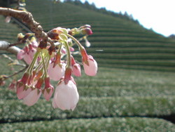 5分咲き