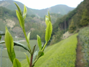 手摘み茶園あさつゆ