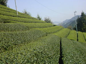 山の息吹