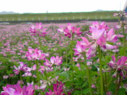 蓮華畑