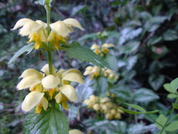 おどりこ草