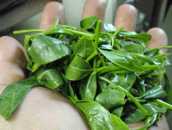 蒸した茶葉