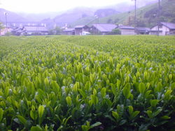 オクユタカ