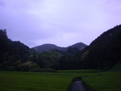 ヤシキの茶園