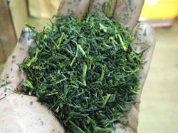 製茶途中の茶葉