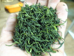 中揉機の茶葉