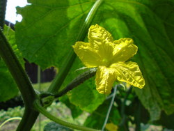 胡瓜の花