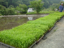 田んぼと苗