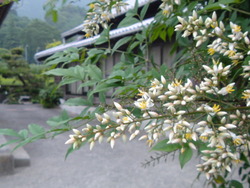 南天の花