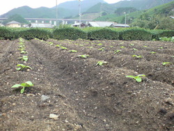 白菜
