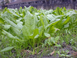 ほうれん草