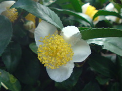 秋の花