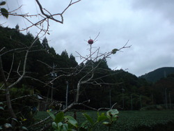 木守り