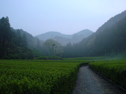 朝まで