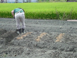 馬鈴薯の植え付け