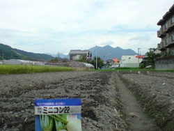 秋野菜