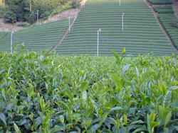 秋の茶園