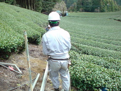 茶園整備